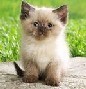 Аватара пользователя