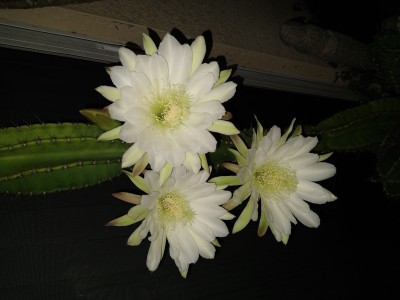 IMG_20200810_035409574.jpg