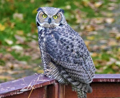 owl.jpg