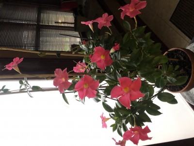 2AB72F0D-4BCB-41EF-AFAE-483C1F240EC1.jpeg