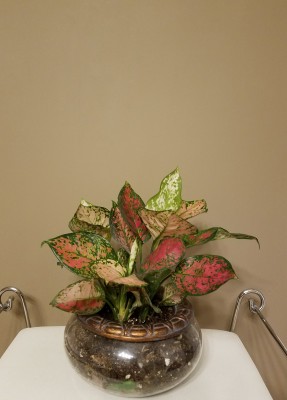 aglaonema2.jpg