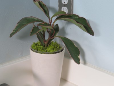 Peperomia Rb2 (2).JPG