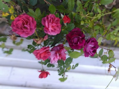 IMG_20210520_075358.jpg