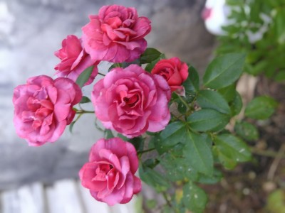 IMG_20210520_075343.jpg