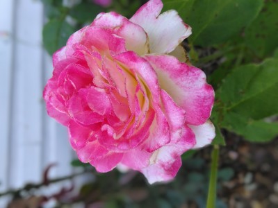 IMG_20210520_075254.jpg