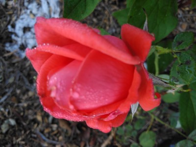 IMG_20210520_074702.jpg