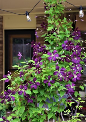 IMG_8667.JPG
