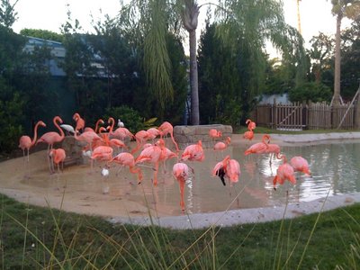 Flamingo.jpg
