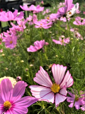 IMG_6325.JPG
