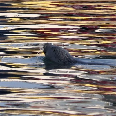 seal.jpg