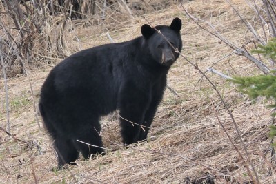 bear3.jpg