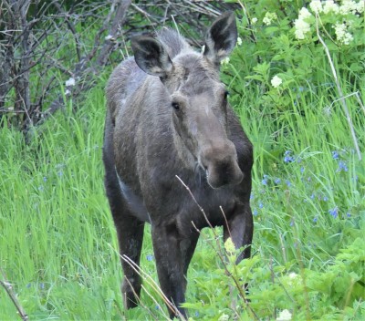 moose.jpg
