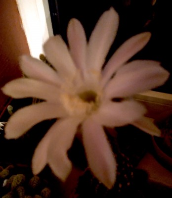 IMG_20210731_012818.jpg