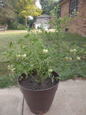 tomato.jpg