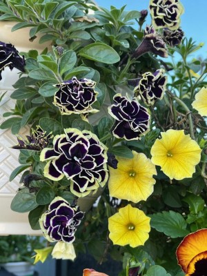 petunia.jpg