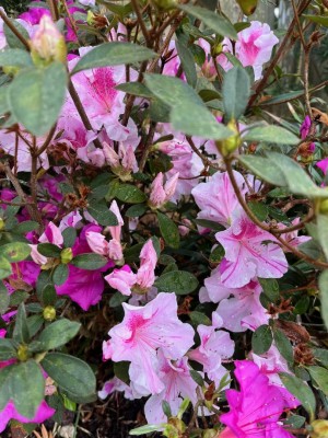 thumbnail (2).jpg