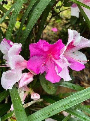 thumbnail (17).jpg
