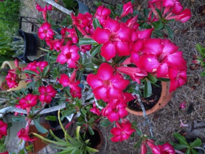 IMG_20220323_194605530.jpg
