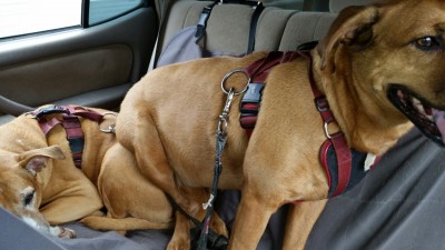 image-13d32ea1c54d248e8f83198e94ef352131f6a8fc5091c6c6a01ef45f43928283-V.jpg
