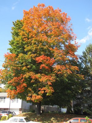 IMG_0872.JPG