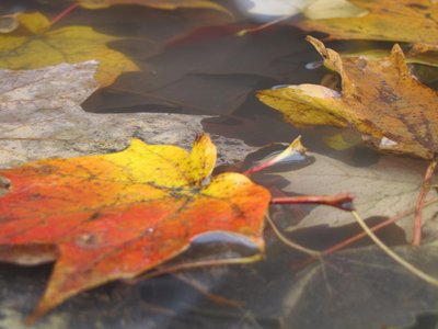 IMG_1085.JPG