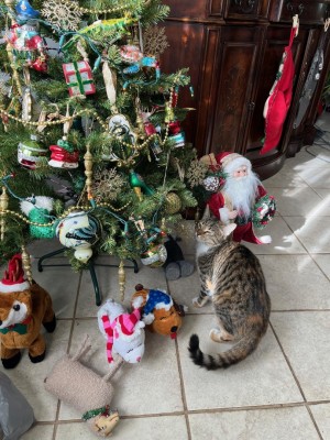 CAt.jpg