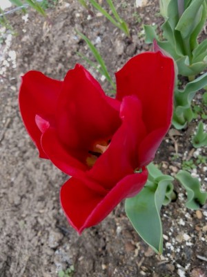 77a05add11abfa8623755b88de031feb9f36936176e9e732cf30ba24c630c57e copy.jpg