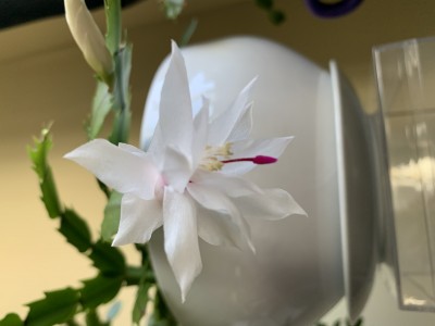 IMG_9024.jpeg