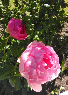 IMG_20230409_123025.jpg