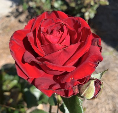 IMG_3626.jpeg