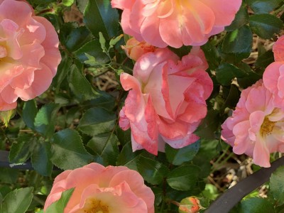 IMG_9083.jpeg