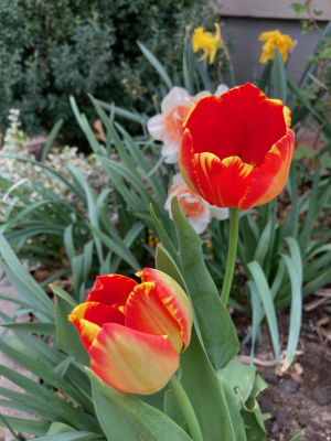 IMG_6255 1.png