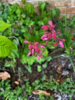 IMG_5491.jpeg