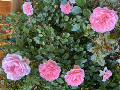 IMG_1680.jpeg