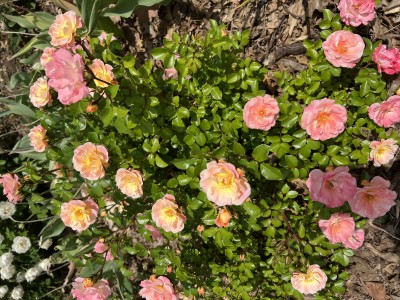 IMG_1669.jpeg