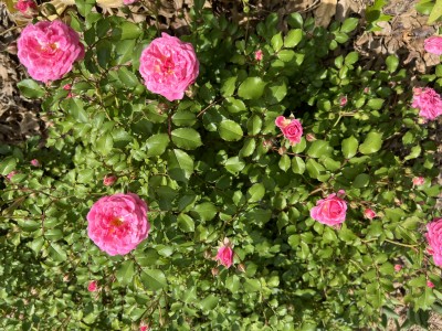 IMG_1671.jpeg