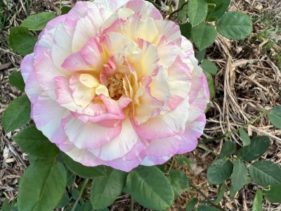 IMG_1690.jpeg