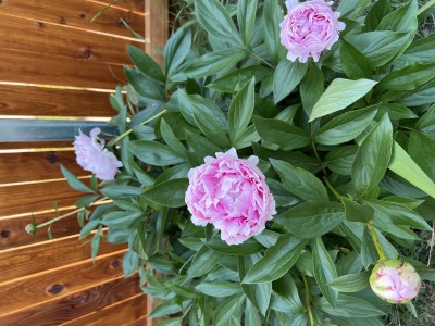 IMG_1677.jpeg