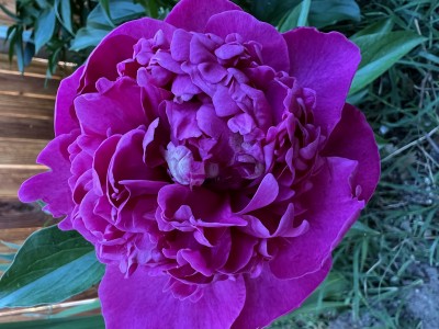 IMG_1678.jpeg