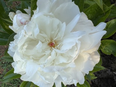 IMG_1673.jpeg