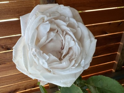 IMG_1681.jpeg