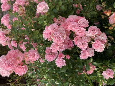 IMG_9149.jpeg