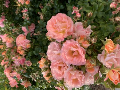 IMG_9150.jpeg