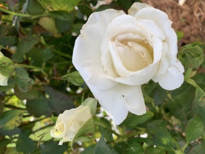 IMG_9151.jpeg