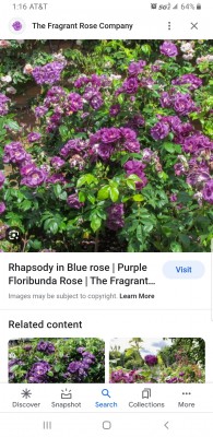 Screenshot_20230513-011641_Google.jpg