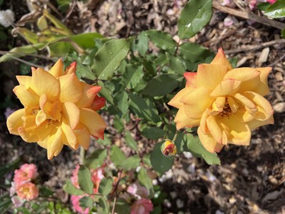 IMG_1794.jpeg