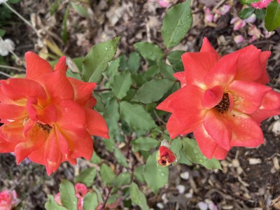 IMG_1807.jpeg