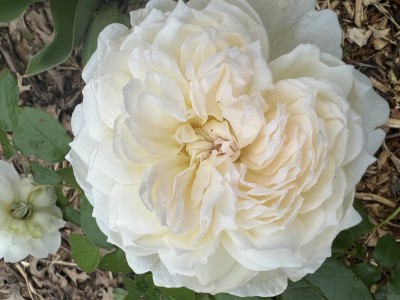 IMG_1703.jpeg