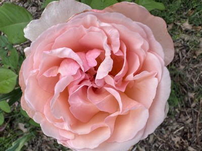IMG_1804.jpeg