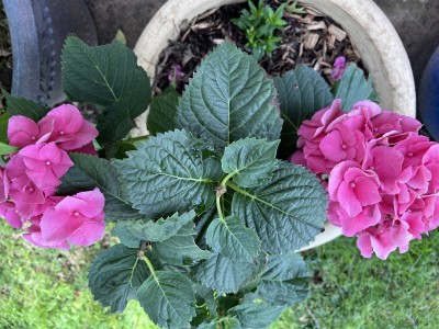IMG_1792.jpeg